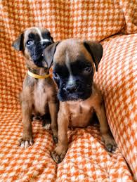 Sie suchen den besten sale? Boxer Puppies For Sale Saratoga Road Glenville Ny 302137