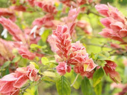 Processing plant located in palacios. Shrimp Plant For Sale Mulch Masters Jacksonville Fl
