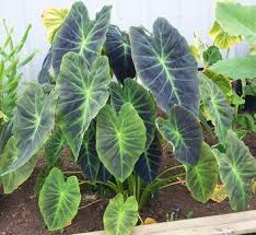 Colocasia Illustrius 1 Plants Colocasia Tropical Garden
