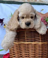 Image result for americký kokršpaněl