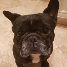 We are a small hobby/ show breeder and pride ourselves on producing the best french bulldogs in the world. Adopt A French Bulldog Near Los Angeles Ca Get Your Pet