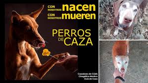 February 1 was chosen because it marks the end of hunting season when many galgos meet a fate worse than the life of cruelty that they have already endured. 1 De Febrero Dia Mundial Del Galgo Para El Galguero Los 365 Dias Del Ano Son El Dia Del Galgo