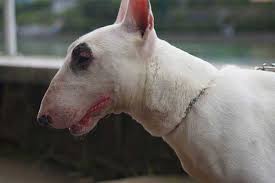 Résultat de recherche d'images pour "bull terrier"