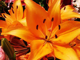 Orange ist eine sekundärfarbe, die aus rot und gelb entsteht, wobei verschiedene mengen der beiden farben jeweils zu unterschiedlichen orangetönen führen. Die Farbe Orange Und Ihre Bedeutung In Der Farbenergieberatung Farbenreich Weblog