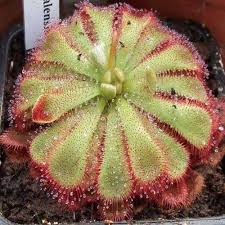 Image result for Drosera natalensis
