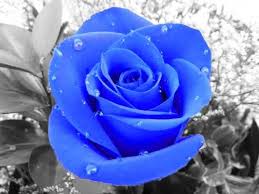 Most Beautiful Black And Blue Roses Blue Rose In A Black And White Background With Water Droplets Black And White Roses Blue Rose Blue Roses