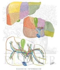 Maybe you would like to learn more about one of these? Liver Segments And Lobes Vessel And Duct Distribution
