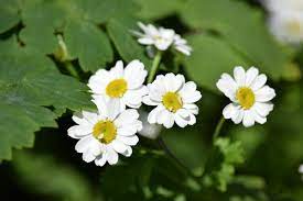 Feverfew Tea Has Immense Health Benefits And Is Mostly Associated With Relieving Migraine Headaches This Feverfew How To Relieve Migraines Migraine Headaches
