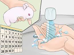 A mother rabbit does not lie down in the nest, as a cat would do, but stands over the babies to nurse them. How To Care For Newborn Rabbits 11 Steps With Pictures