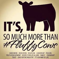 Show Cattle Show Cattle Dairy Cattle Animal Farm Quotes
