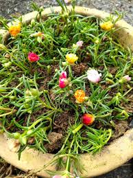 100 keratan ros jepun rose jepun rj bunga pukul 10 jenis. Cara Tanam Ros Jepun Dari Keratan Batang Mudah Jaga Cepat Berbunga Cantik