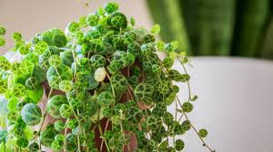 The best time to plant a peperomia prostrata is at the beginning of the growing season in early spring. String Of Turtles Everything You Need To Know For Plant Caring Plants Spark Joy