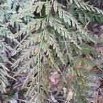 Image result for Asplenium adiantum-nigrum