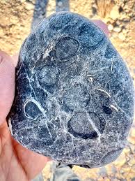 Image result for Exotheca