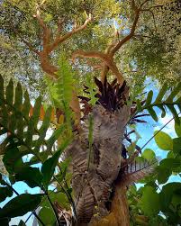 Image result for Drynaria