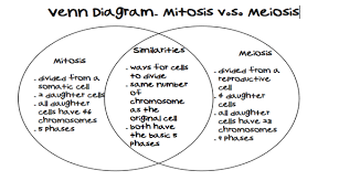 Mitosis Vs Meiosis Venn Diagram Comparing And Contrasting