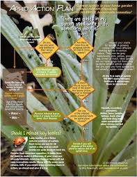 While i admire the survival instincts of this pervasive garden insect, it's still a pest i don't want in my yard. 10 Tips To Control Aphids Plus A Flowchart Action Plan Home Grown Fun