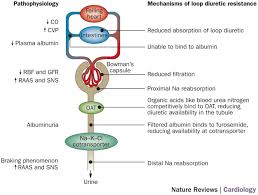 Image result for Diuretic
