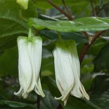 Image result for Smithia erubescens