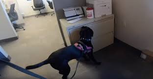 We did not find results for: The Art Of Timing The Verbal Mark In Nosework Scentsabilities Nosework