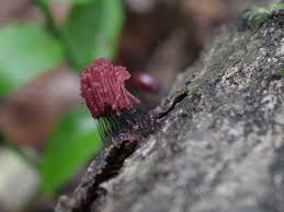 Image result for Stemonitis fusca