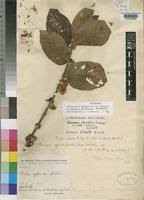 Image result for Tricalysia jasminiflora