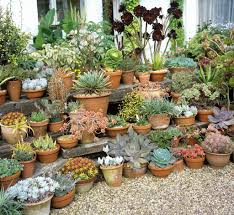 We did not find results for: Crassula Planter Et Entretenir Ooreka