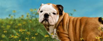Why english bulldogs need rescuing. Irresistabulls English Bulldog Puppies For Sale In North Carolina Sc