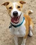 Basenji Dog Breed Profile | Petfinder