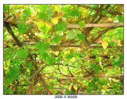 En iyi fethiye romantik oteller tripadvisor'da: Perdue Hotel Oldur Beni Sevgilim Otelin Adi Pikcek Sekiller