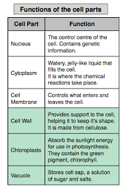 College Animal Cell Parts Plant And Animal Cell Animal Cell Model Diagram Project Parts Cell Parts Plant And Animal Cells Science Cells