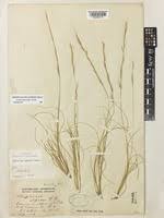 Image result for Aristida stipoides
