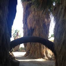 Thousand Palms Palm Springs Ca The San Andreas Fault Line Where The Plate Split Brings Under Ground Wat San Andreas Fault Oh The Places You Ll Go Groundwater