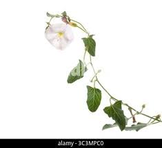 Image result for Convolvulus goyderi