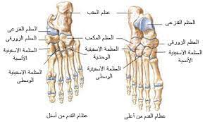 وصف القدم والكاحل عيادة الركبة و الفخذ