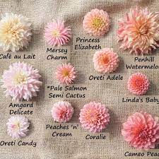 Peach Dahlias Dahlias Garden Flower Farmer Dahlia Flower