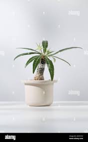 Image result for Dorstenia dinklagei