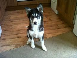 Find de bedste lagerfotos af husky mix puppies for sale in ct. Border Collie Husky Mix Border Collie Husky Mix Husky Mix Collie Mix