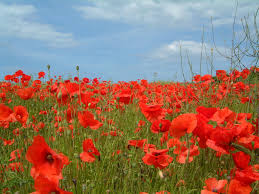 Maybe you would like to learn more about one of these? Poppy Field Wallpaper 2048x1536 7527