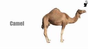 The llama, the alpaca, the guanaco. Animals Camel Sound And Name English For Children Youtube