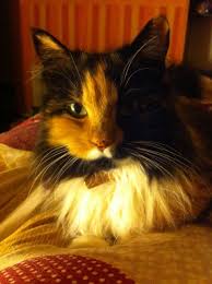 Use petfinder to find adoptable pets in your area. Calico Long Haired Fluffy Cat Cats Fluffy Cat Cats And Kittens