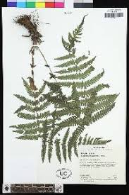 Image result for Amauropelta bergiana