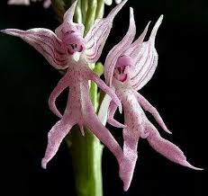 Check spelling or type a new query. Little Angel Beautiful Flowers Unusual Flowers Beautiful Orchids Strange Flowers