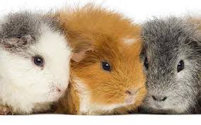 a complete guide to guinea pig colors with photos