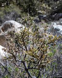 Image result for Mystacidium tanganyikense