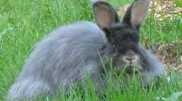 Raising Angora Rabbits for Fiber — Practical Self Reliance