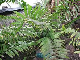 Image result for Turraea zambesica