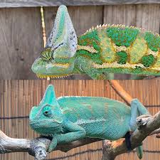 At the start of their lives their skin is pastel green. Choosing A Chameleon Chameleon Academy