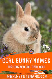 Or view cute cat names for boys instead. Girl Bunny Names Girl Pet Names Cute Pet Names Bunny Names