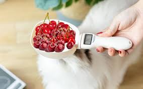 Whenever your cat shows good behavior, offer them a prize in shape of cherries without pits. Should You Give Your Cat Cherries To Eat Proof Study